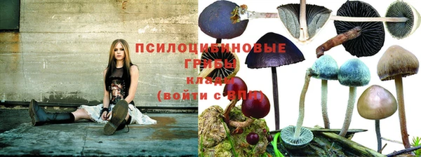 прущие грибы Кукмор