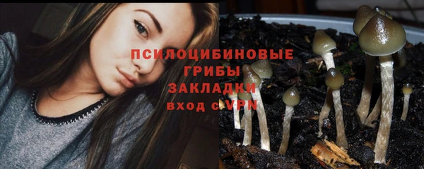 прущие грибы Кукмор